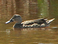 Blue-winged Teal